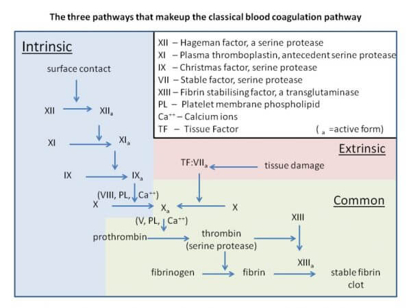 Blood clotting cascade