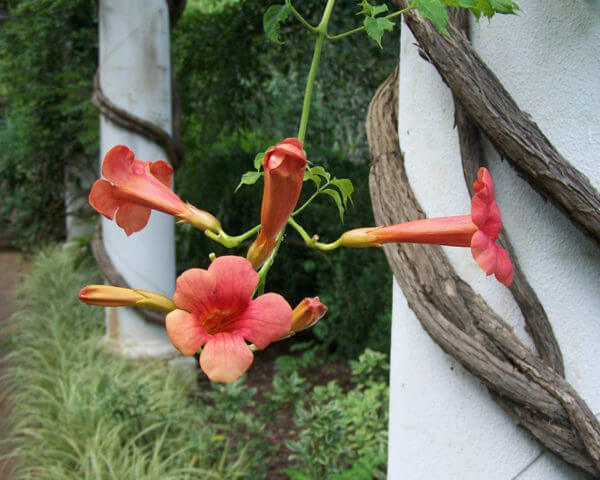 Red trumpet vine