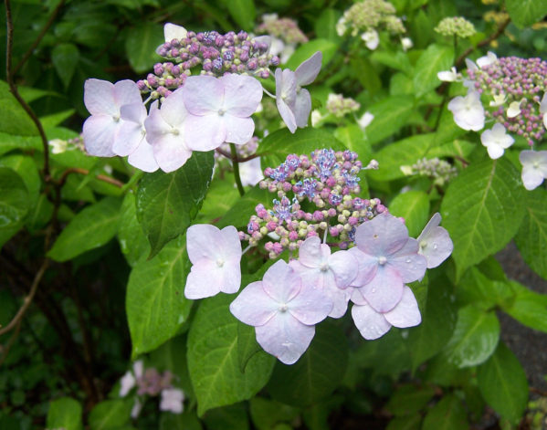 Purple hydrangea