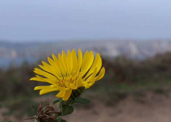 Yellow flower against cliffs