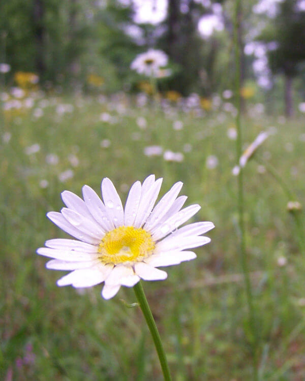 Daisy in a field