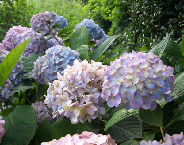 Purple hydrangeas