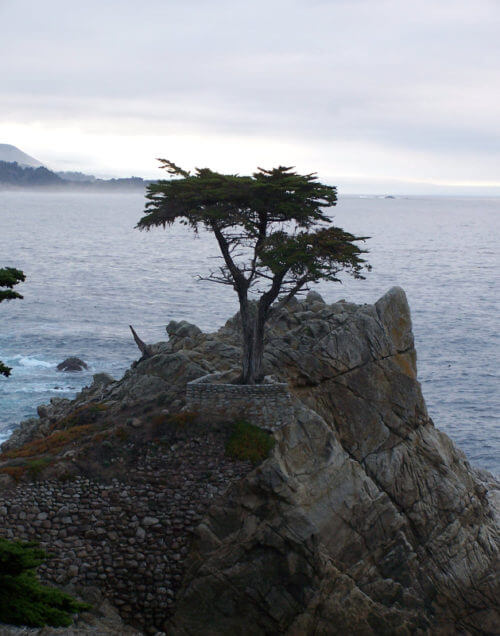 Half Moon Bay tree