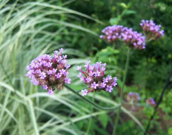 Purple flowers