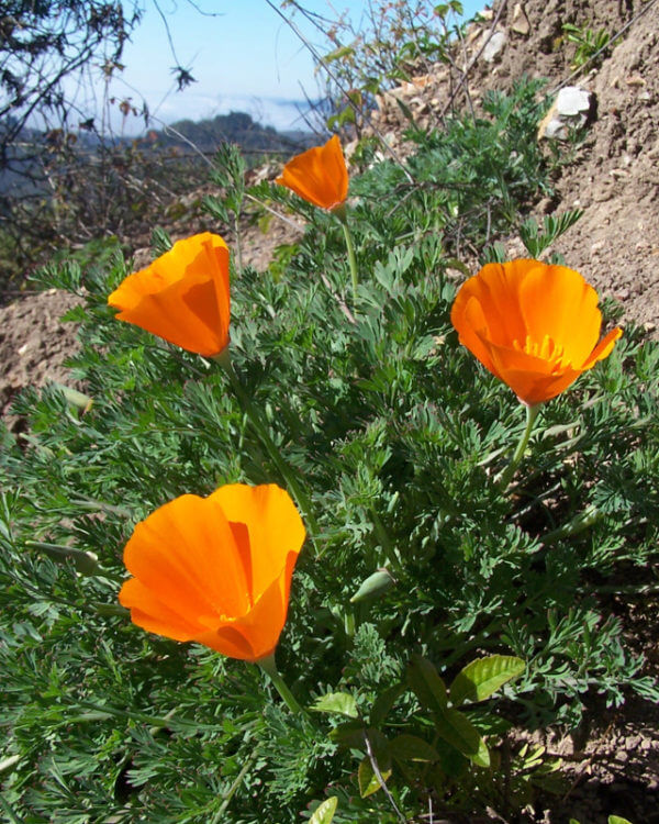 Poppies