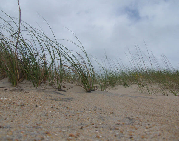 Beach grasses