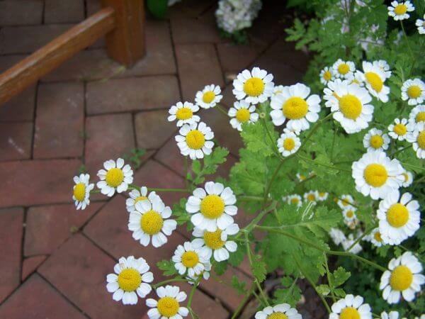 Daisies