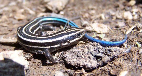 Blue-tailed skink