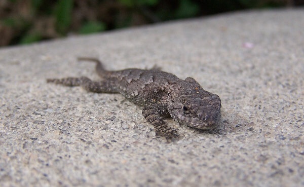 Eastern Fence Lizard