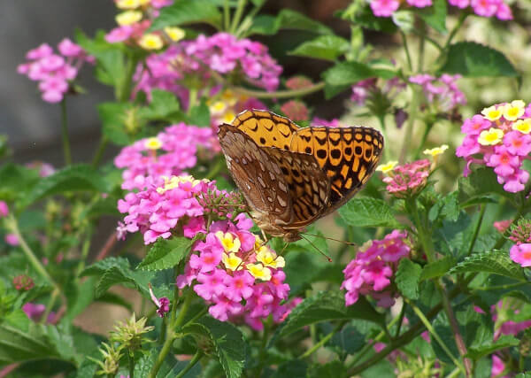 Great Spangled Fritillary