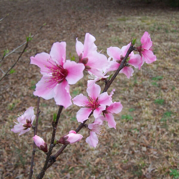 Pear blossoms