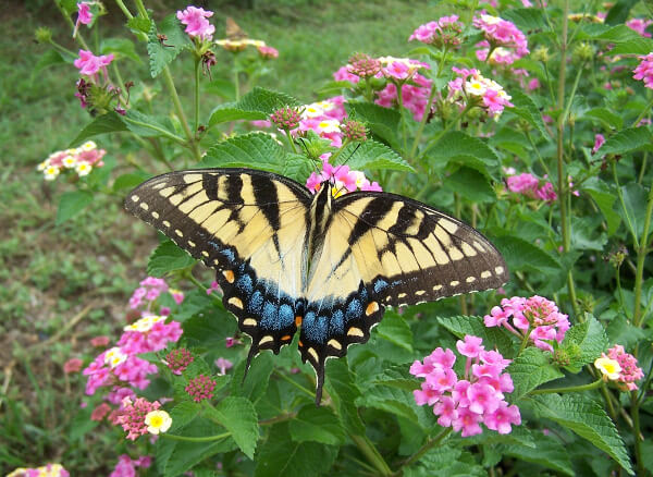 Tiger Swallowtail